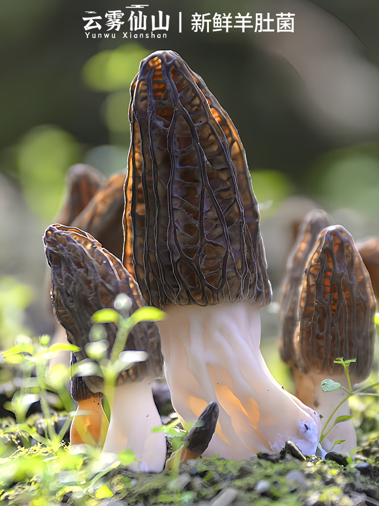 [Image of 羊肚菌]