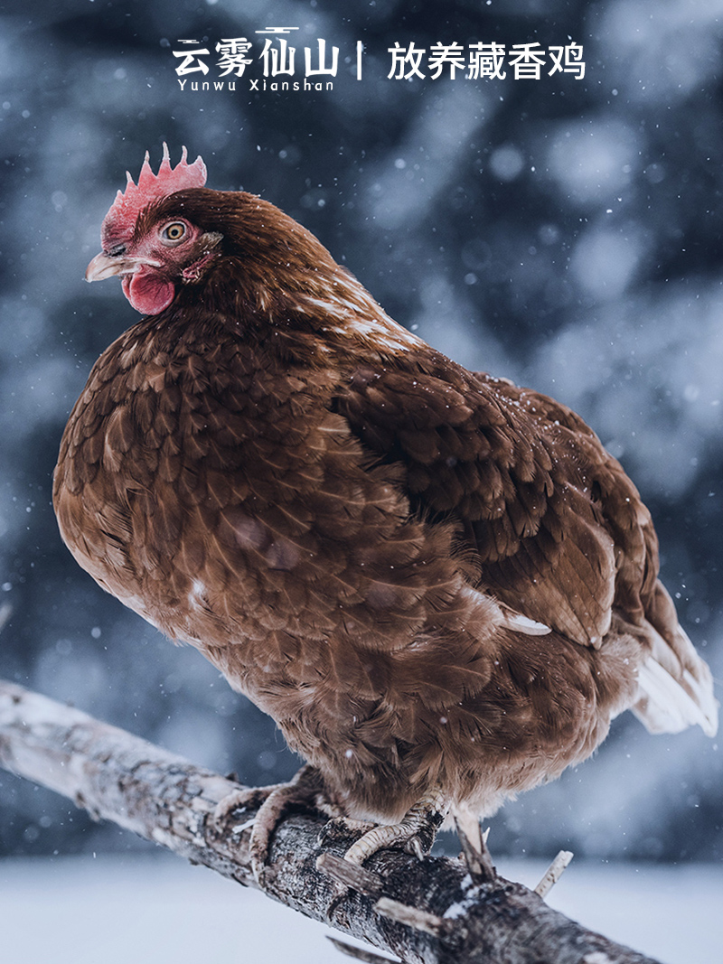 [Image of 藏香鸡]